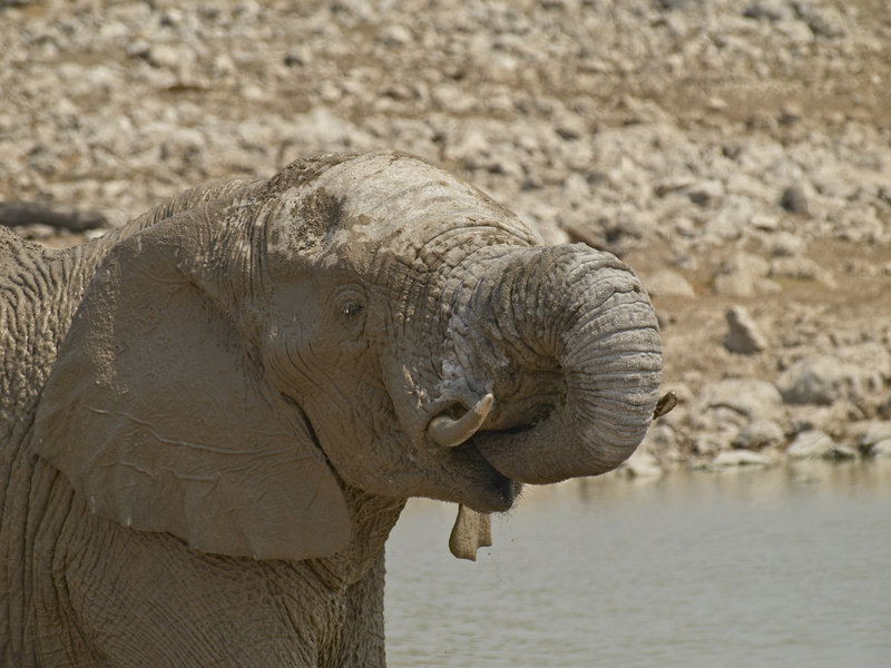 Okaukuejo, African Elephant